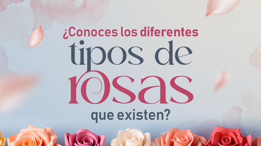 Do you know the different types of roses that exist? Here we tell you all about them
