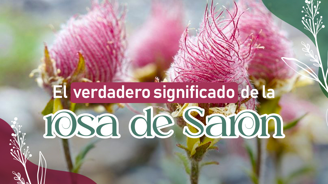 The true meaning of the Saron rose: Here we tell you all about it.