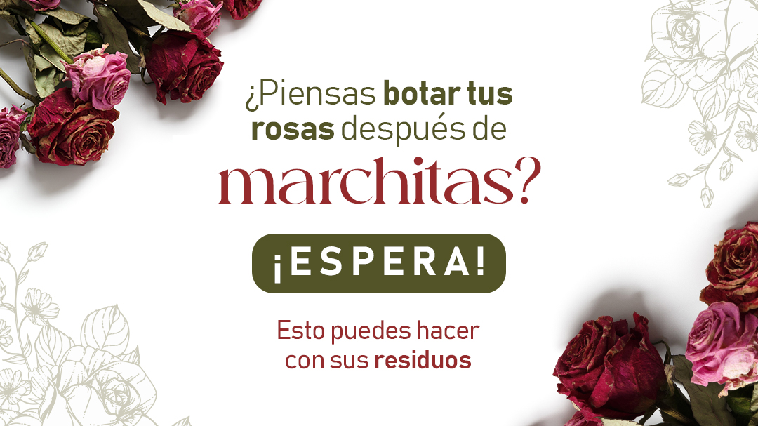 Thinking of throwing away your roses after they wilt? Wait! This is what you can do with your waste